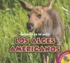 Los_alces_americanos__