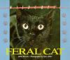 Feral_cats