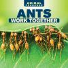 Ants_work_together