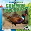Common_pheasant