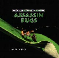 Assassin_Bugs